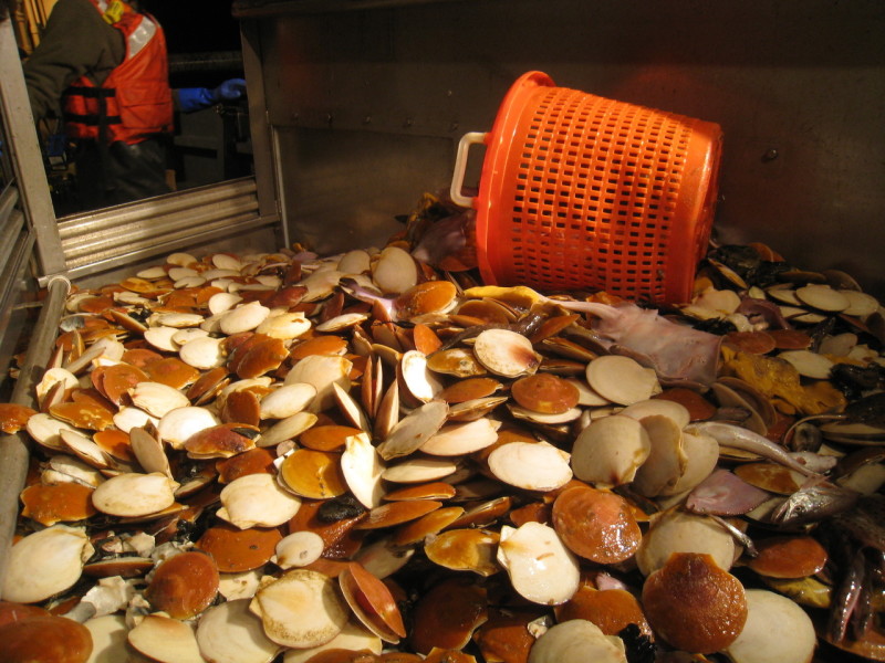 New England scallop quotas cut by 28 percent for 2025 Commercial